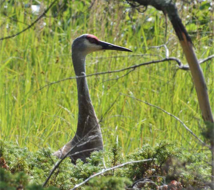 sandhill cranes
